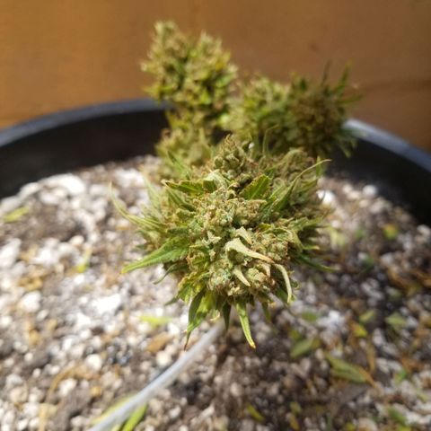 Super Kush January 2021 #1 growlog timeline photo