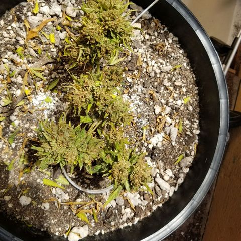 Super Kush January 2021 #1 growlog timeline photo
