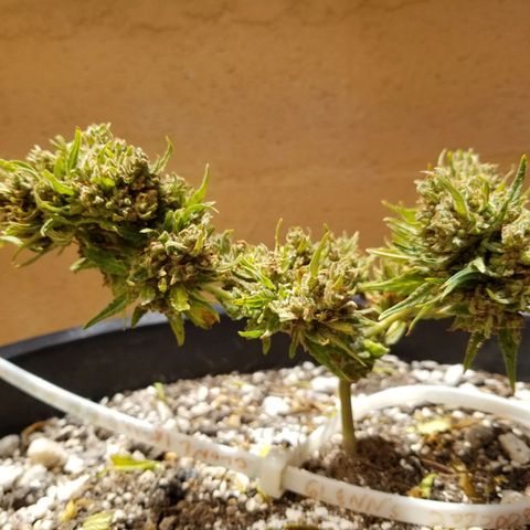 Super Kush January 2021 #1 growlog timeline photo