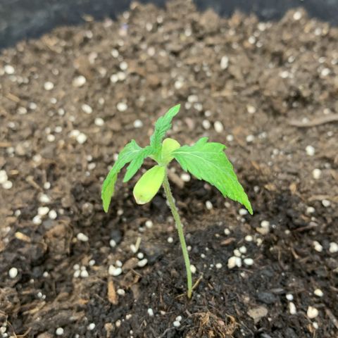 Sweet Tangerine Tango Automatic growlog photo: Übergossen beim letzten gießen.
