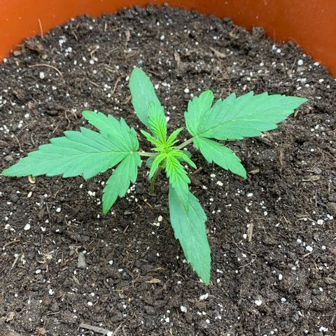 Blueberry Zkittlez Automatic growlog timeline photo