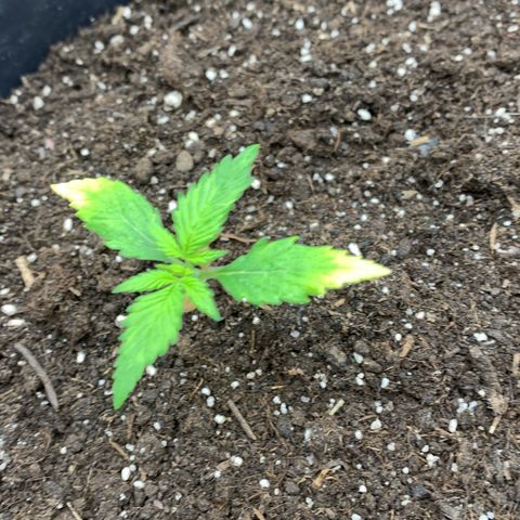Sweet Tangerine Tango Automatic growlog timeline photo