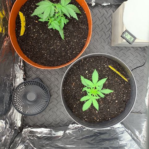 Blueberry Zkittlez Automatic growlog timeline photo