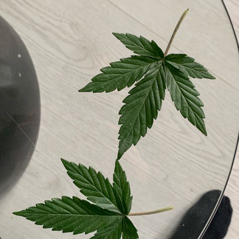 Blueberry Zkittlez Automatic growlog timeline photo