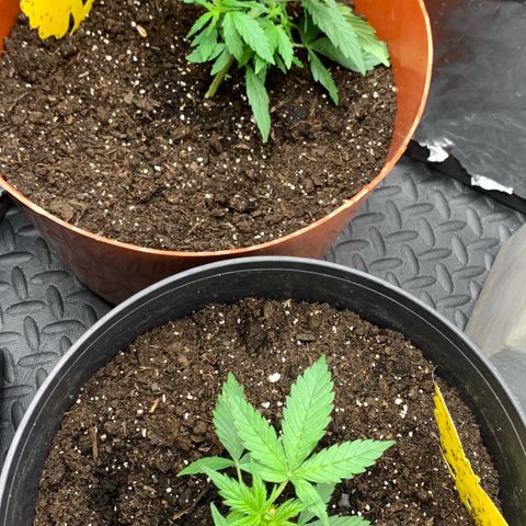 Sweet Tangerine Tango Automatic growlog timeline photo