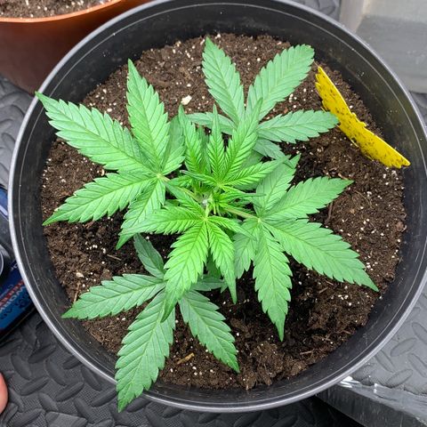 Sweet Tangerine Tango Automatic growlog timeline photo