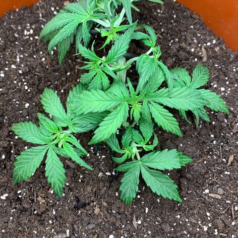 Blueberry Zkittlez Automatic growlog timeline photo