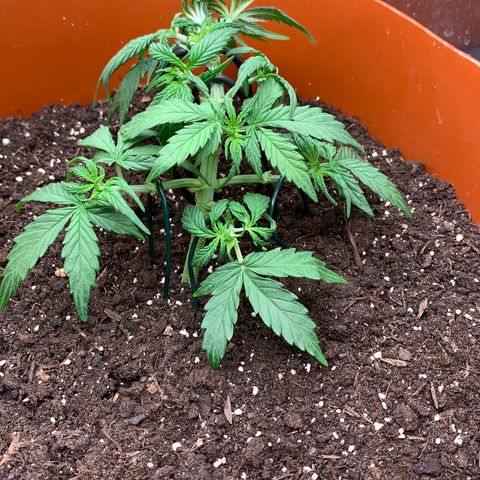 Blueberry Zkittlez Automatic growlog timeline photo