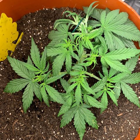 Blueberry Zkittlez Automatic growlog timeline photo