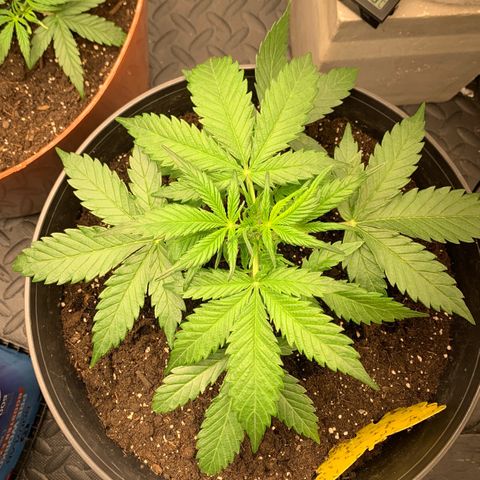 Sweet Tangerine Tango Automatic growlog timeline photo