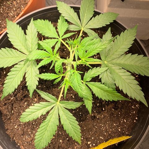 Sweet Tangerine Tango Automatic growlog timeline photo