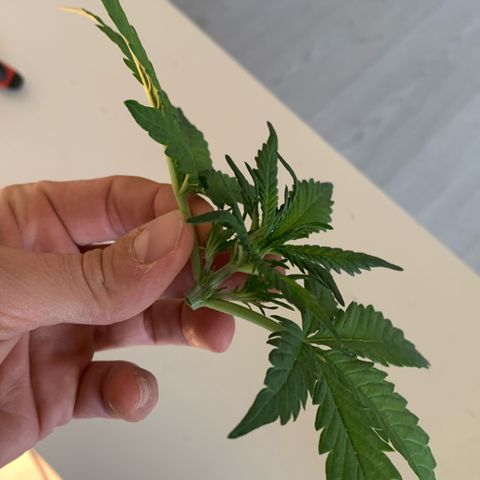 Sweet Tangerine Tango Automatic growlog timeline photo