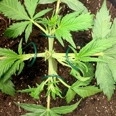 Sweet Tangerine Tango Automatic growlog timeline photo