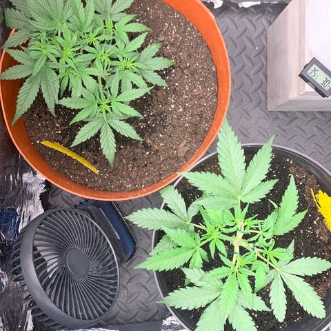 Sweet Tangerine Tango Automatic growlog timeline photo