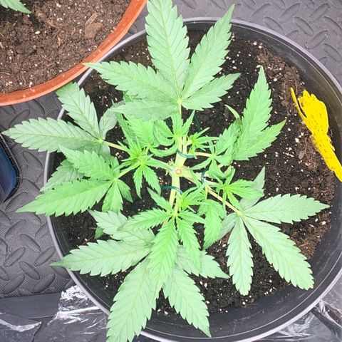Sweet Tangerine Tango Automatic growlog timeline photo