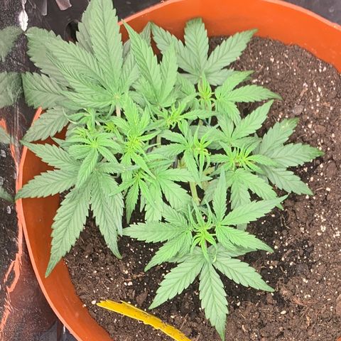 Blueberry Zkittlez Automatic growlog timeline photo