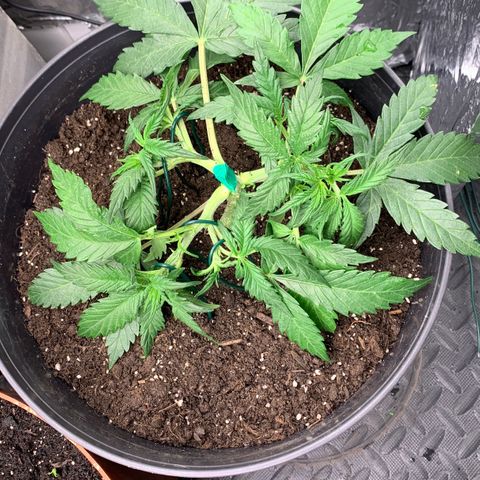 Sweet Tangerine Tango Automatic growlog photo: Ein Seitentrieb abgebrochen 