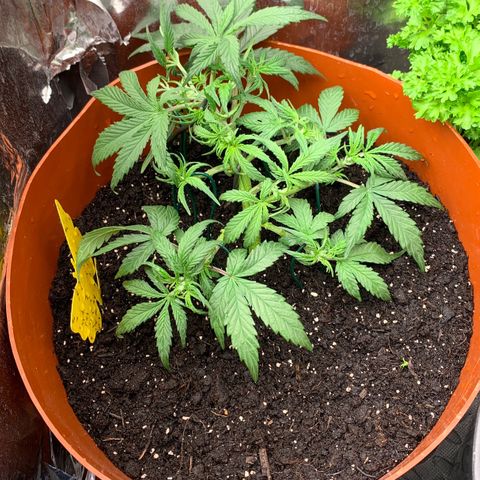 Blueberry Zkittlez Automatic growlog timeline photo