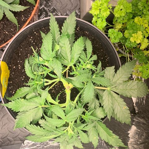 Sweet Tangerine Tango Automatic growlog timeline photo