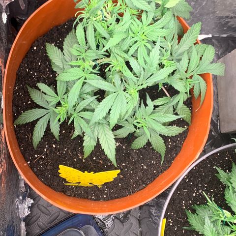 Blueberry Zkittlez Automatic growlog timeline photo
