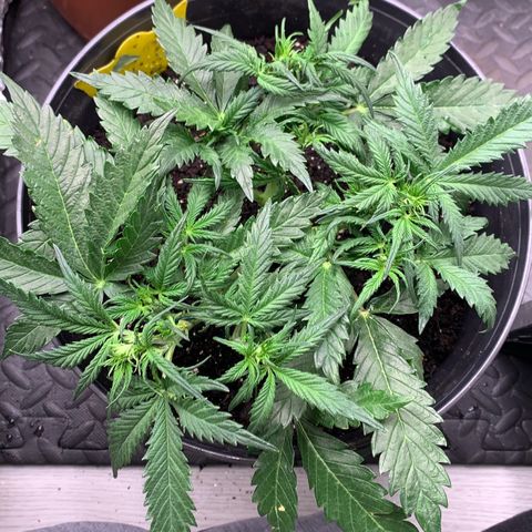 Sweet Tangerine Tango Automatic growlog timeline photo