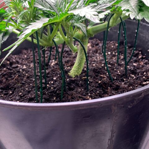 Sweet Tangerine Tango Automatic growlog timeline photo