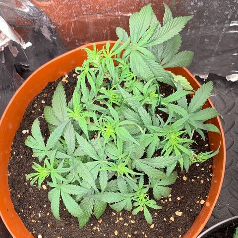 Blueberry Zkittlez Automatic growlog photo: Substrat etwas aufgefüllt.