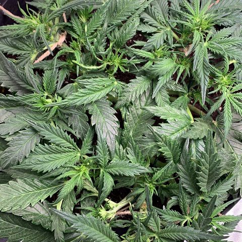 Sweet Tangerine Tango Automatic growlog timeline photo