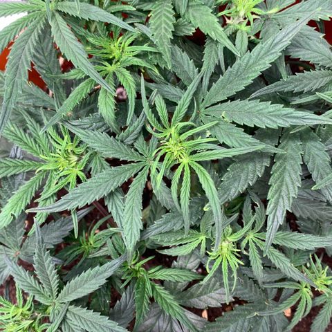 Blueberry Zkittlez Automatic growlog timeline photo