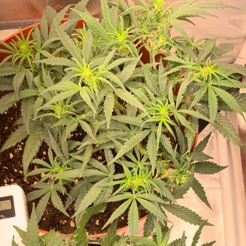 Blueberry Zkittlez Automatic growlog timeline photo