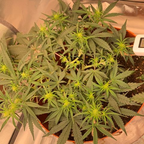 Blueberry Zkittlez Automatic growlog timeline photo