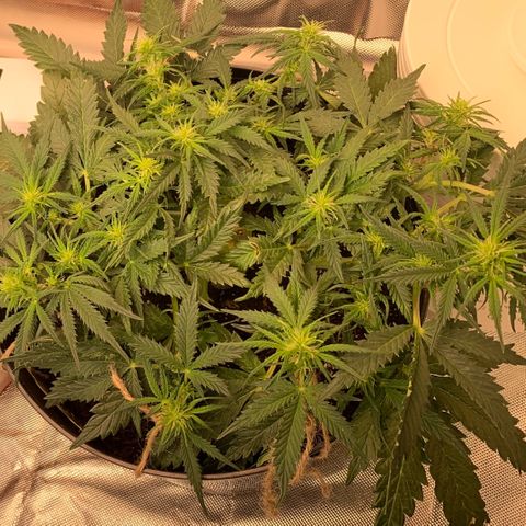 Sweet Tangerine Tango Automatic growlog timeline photo