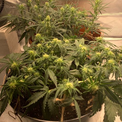 Blueberry Zkittlez Automatic growlog timeline photo