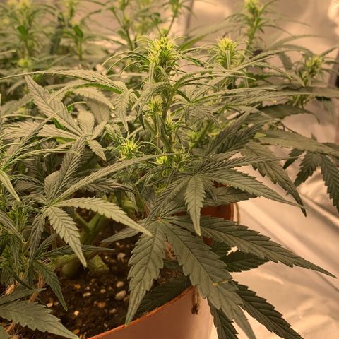 Blueberry Zkittlez Automatic growlog timeline photo