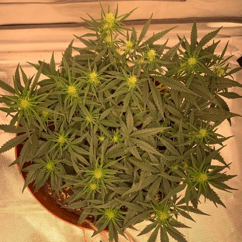 Blueberry Zkittlez Automatic growlog timeline photo
