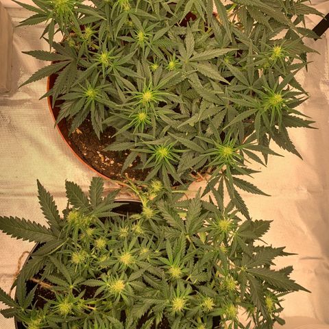 Blueberry Zkittlez Automatic growlog timeline photo