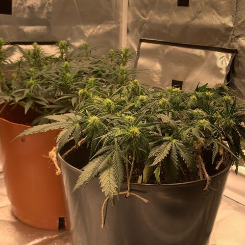 Blueberry Zkittlez Automatic growlog timeline photo