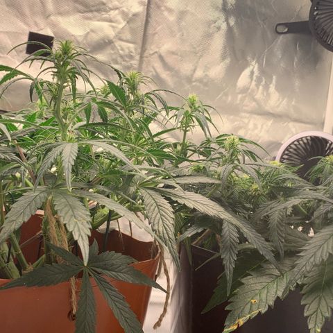 Blueberry Zkittlez Automatic growlog timeline photo