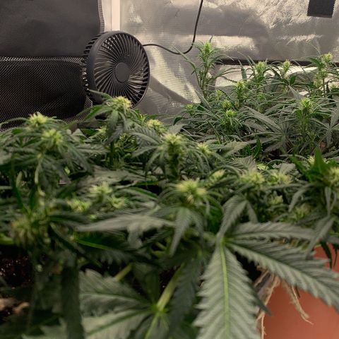 Blueberry Zkittlez Automatic growlog timeline photo