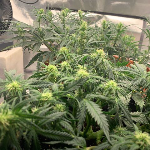 Blueberry Zkittlez Automatic growlog timeline photo