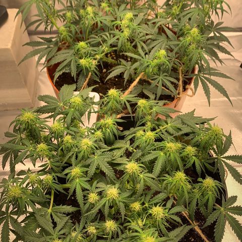 Blueberry Zkittlez Automatic growlog timeline photo