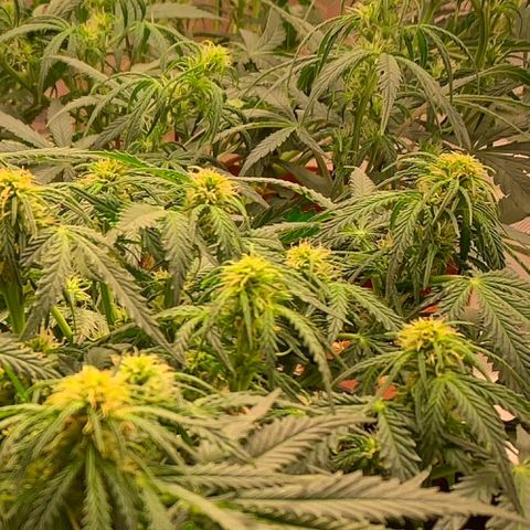 Blueberry Zkittlez Automatic growlog timeline photo