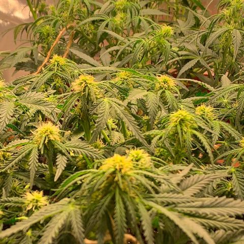 Blueberry Zkittlez Automatic growlog timeline photo