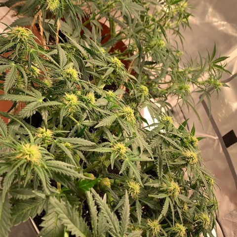 Blueberry Zkittlez Automatic growlog timeline photo