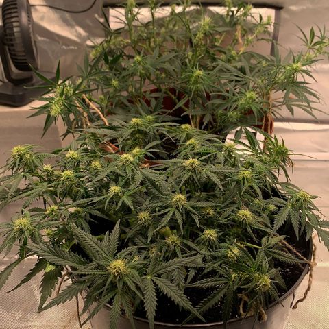 Blueberry Zkittlez Automatic growlog timeline photo