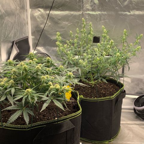 Blueberry Zkittlez Automatic growlog timeline photo