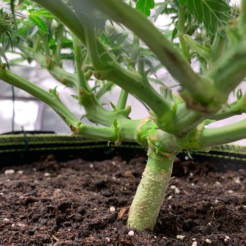 Sweet Tangerine Tango Automatic growlog timeline photo