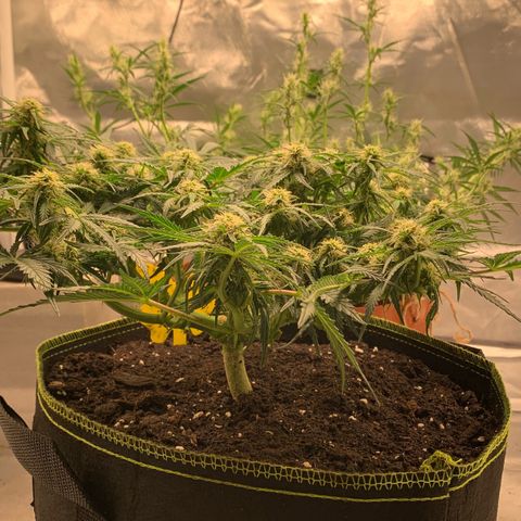 Sweet Tangerine Tango Automatic growlog timeline photo