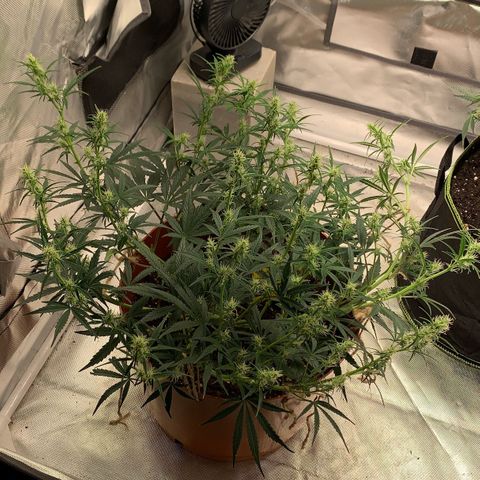 Blueberry Zkittlez Automatic growlog timeline photo