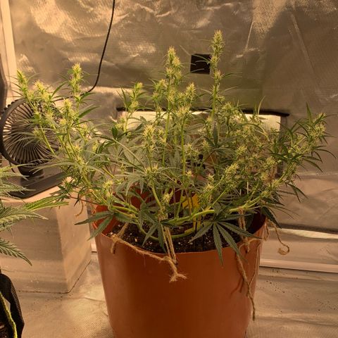 Blueberry Zkittlez Automatic growlog timeline photo